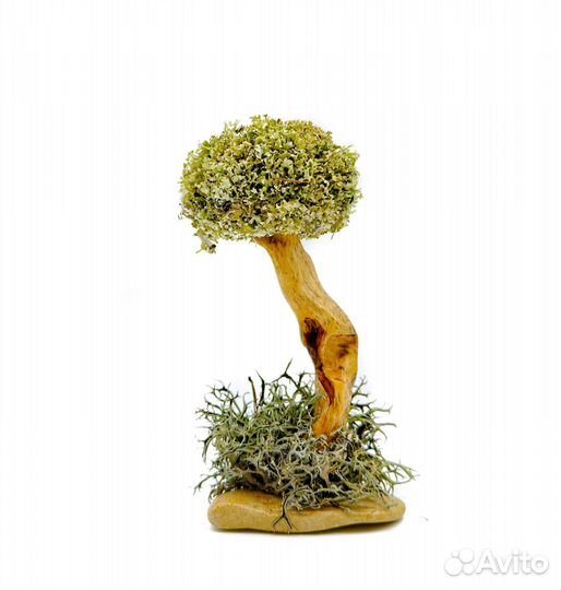 Дерево для дома