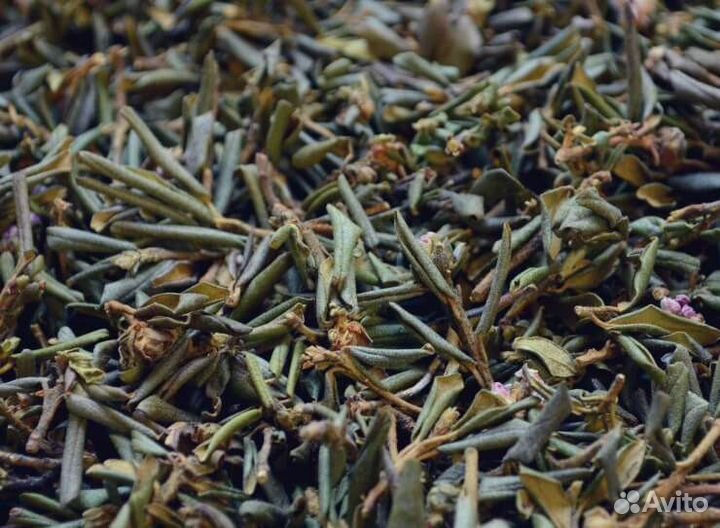 Сайган дайля - чай бодрости и молодости