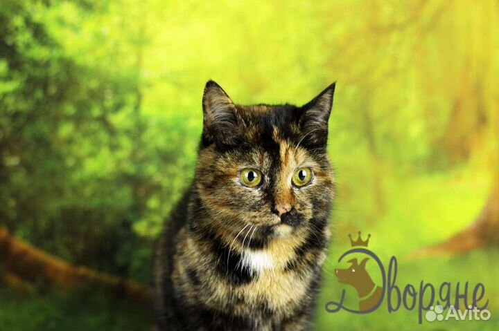 Кошечка Марина Юрьевна