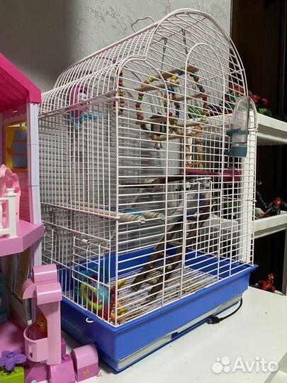 Волнистый попугай с клеткой