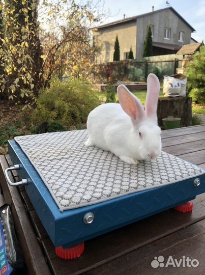 Белый Паннон кролик на племя