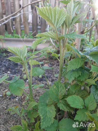 Саженцы малины