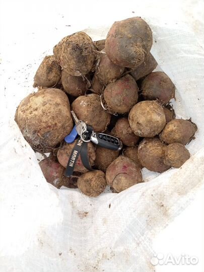 Свекла второй сорт