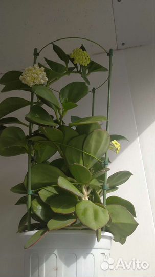 Хойи Томсона, Пахиклада