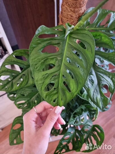 Монстера манки маск / Monstera monkey mask