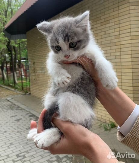Котята ищут дом