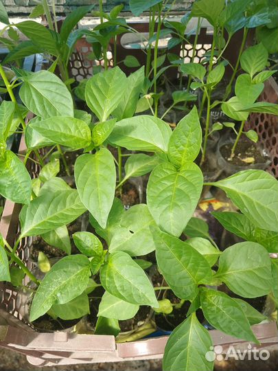 Рассада перца,баклажан