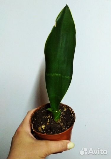Сансевиерия Блэк даймонд