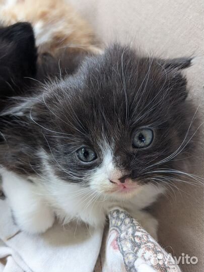 Котята