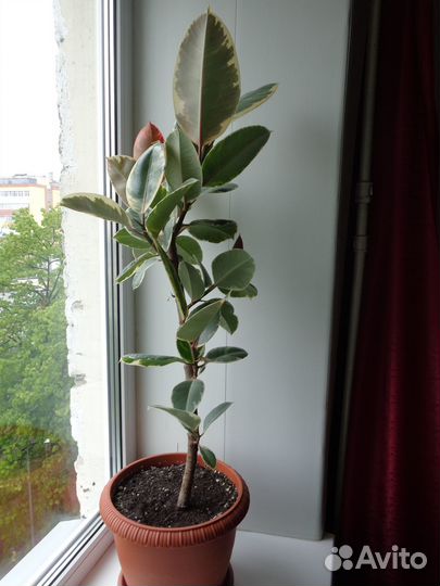 Фикус эластика Тинеке