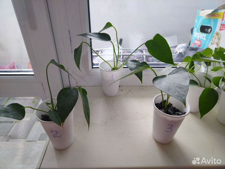 Антуриум Красный