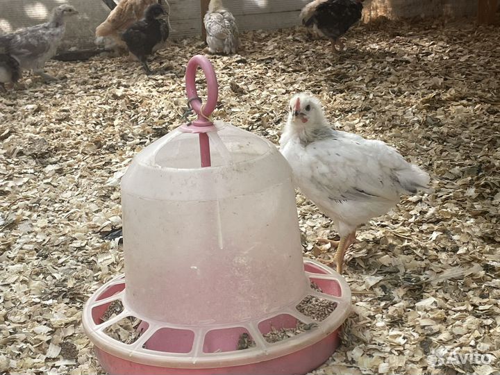 Цыплята домашней курицы микс