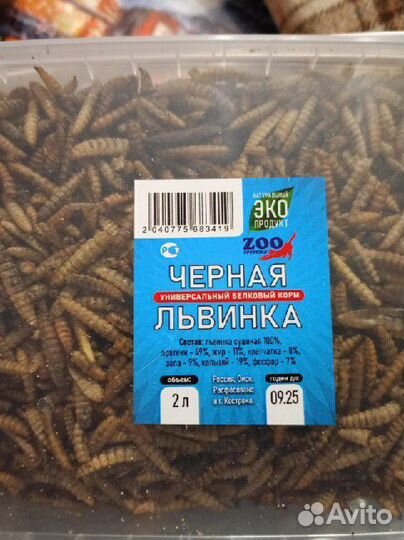 Черная львинка