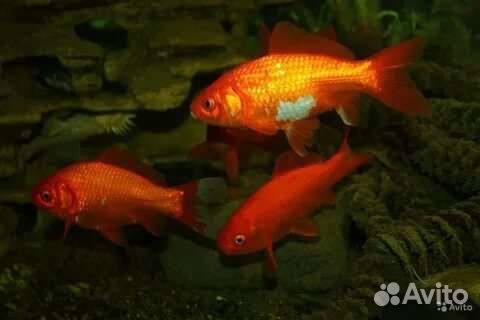 Красный карась