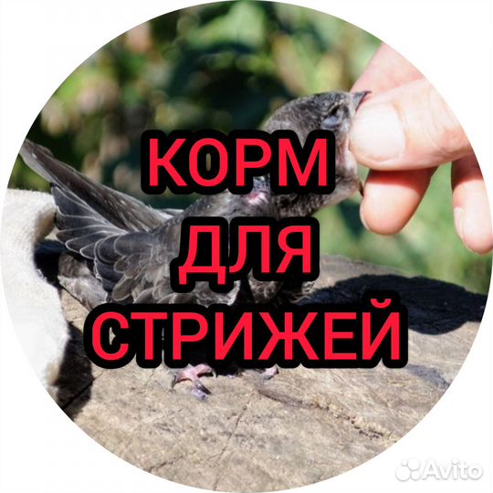 Корм для стрижа, Корм для стрижей. Корм для птиц