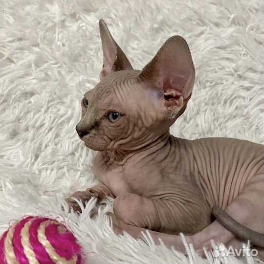 Канадский сфинкс котенок