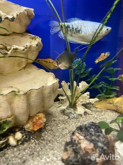 Аквариум с рыбками
