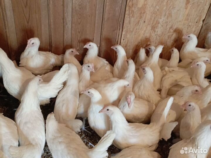 Несушки Белый ломан 4 мес,молодка