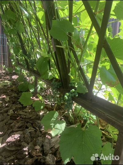 Решетки и шпалеры для растений