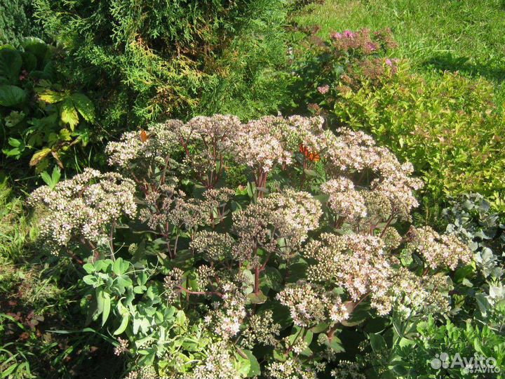 Хосты сортовые