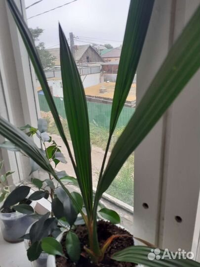Фикус бенджамина