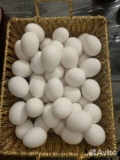 Домашние куриные яйца