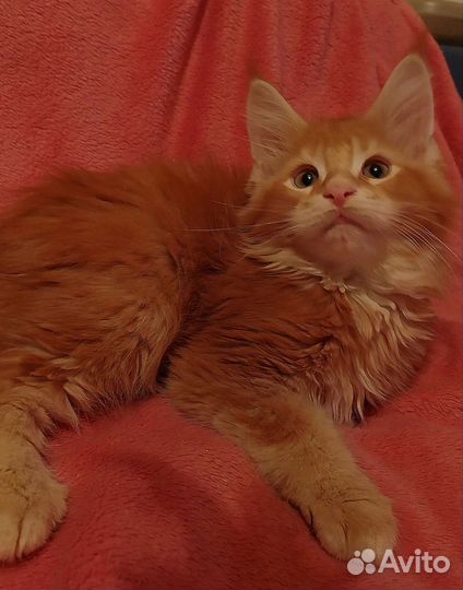 Мейн-кун солнышко в вашем доме