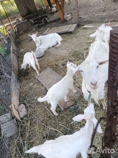 Коза дойная