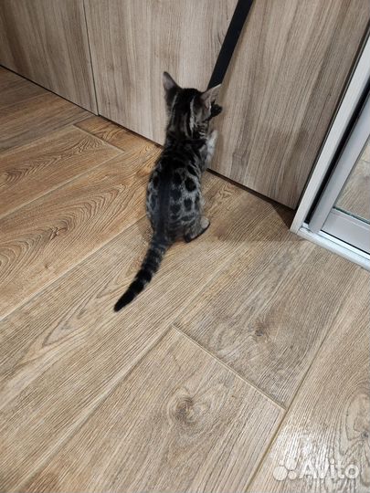 Котята бенгалы