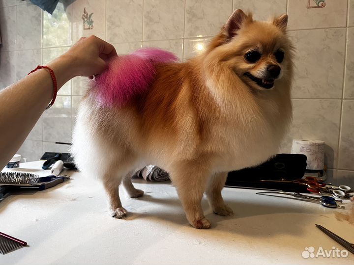 Груминг собак и кошек. Чистка зубов