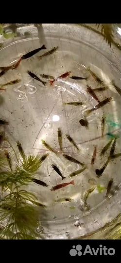 Продаю ассорти креветок