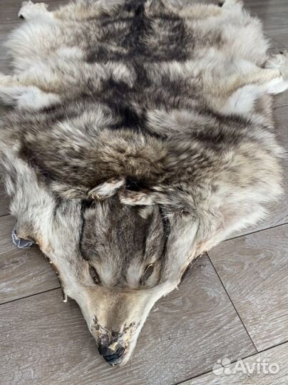 Шкура волка