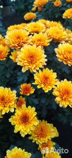 Живые цветы в горшках