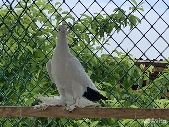 Голуби игровые