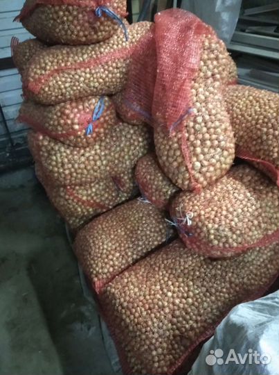 Лук севок выборка