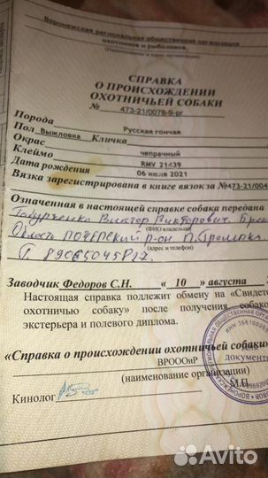 Охотничьи собаки