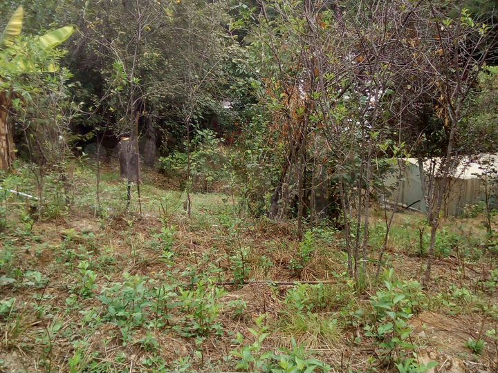 Участок 6,5 сот. (СНТ, ДНП)