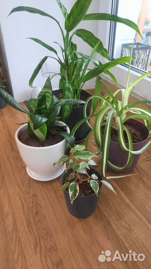 Продам комнатные растения