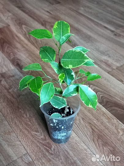 Фикус бенджамина