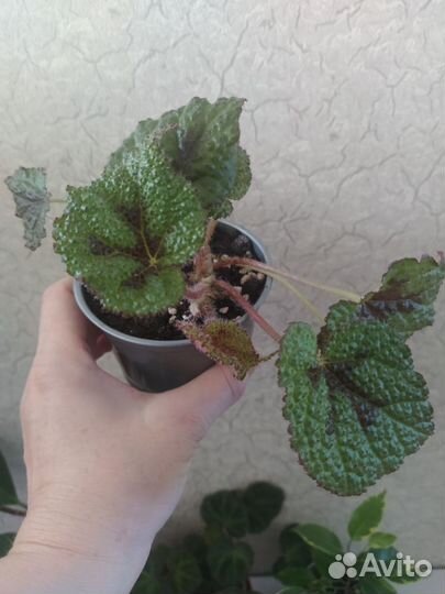 Комнатные цветы