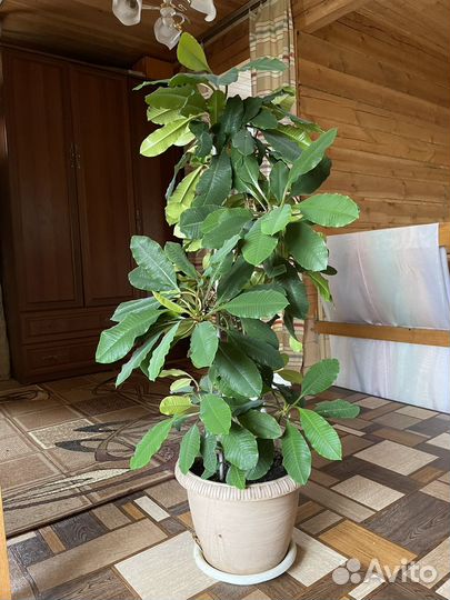 Фикус Молочай Спатифиллум