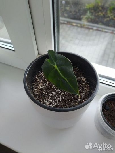 Алоказия фикус кротон