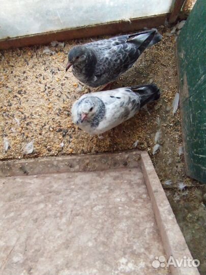 Продажа почтовых голубей и чужих