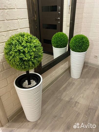 Туя, самшит, самшитовые шары