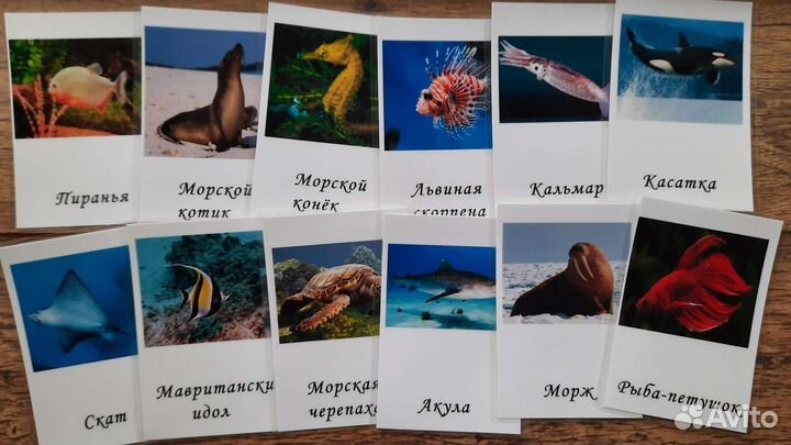 Карточки морские обитатели