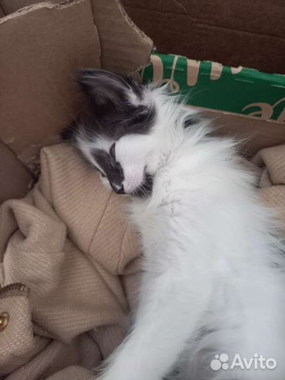 Коты невская маскарадная