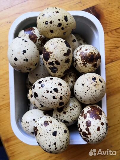 Мясо перепелов, утка, бройлер