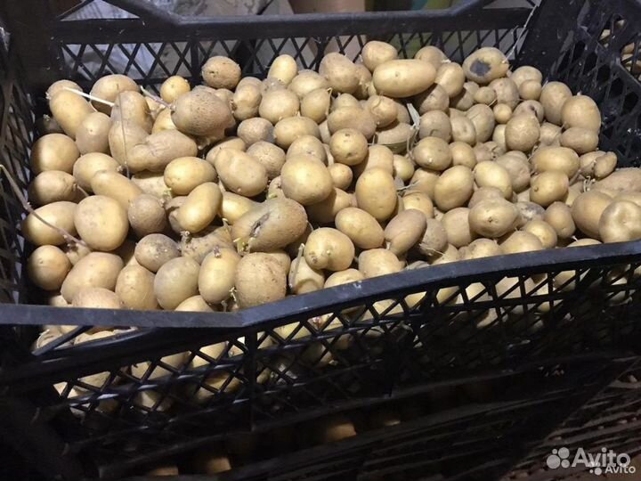 Картофель на корм скоту