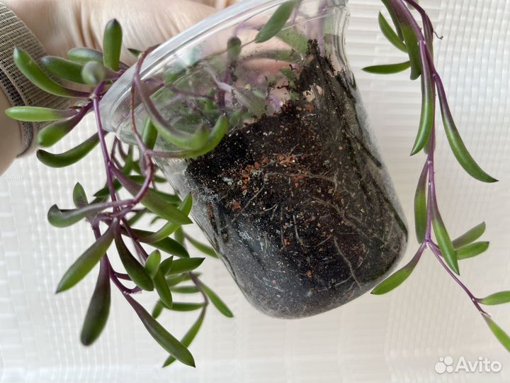 Оттона мясистая