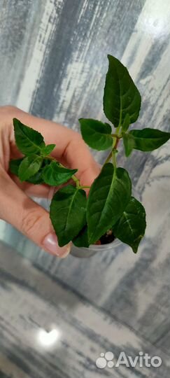 Диоскорея дисколор, Фуксия, Пилея Кадье